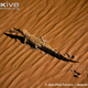 Illustration for article titled Sunday Crocodilian - Crocodylus porosus Edition
